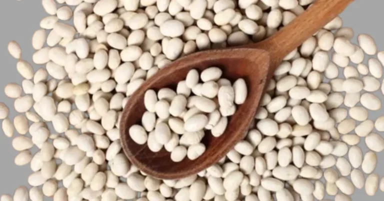 what are navy beans